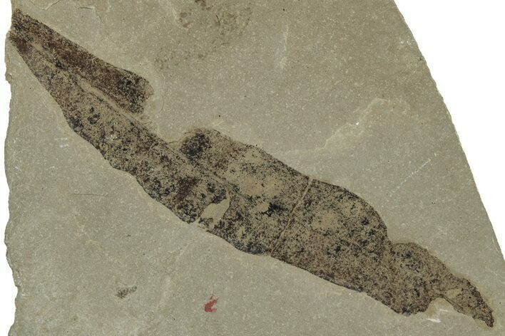Eocene Fossil Leaf (Oreopanax) - Insect Predation! #331873